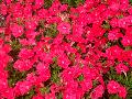 Easy Wave Coral Reef Petunia / Petunia 